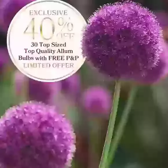 Allium Exclusive Offer